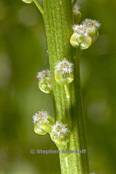 triglochin maritima graphic